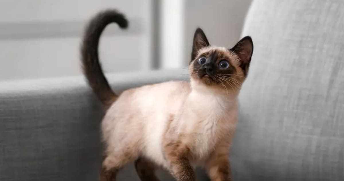 Tajlandzkie koty jako narodowy symbol. Poznaj 5 ras uznanych za dumę Królestwa