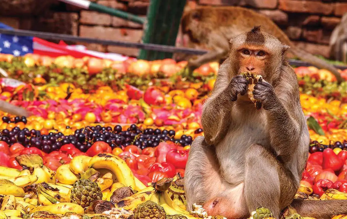 Monkey Buffet Festival