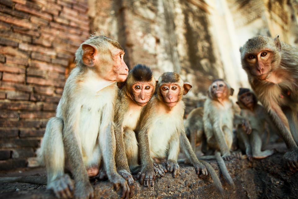 monkey buffet festival26 Monkey Buffet Festival. Niezwykły festiwal w Tajlandii